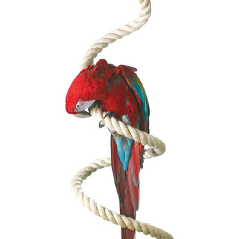 Parrot Boing – Sisal Spiral Bouncing Perch – XLarge