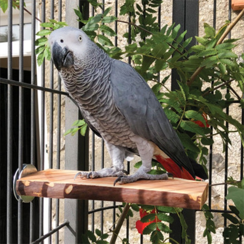Manzanita Flat Parrot Perch – Large