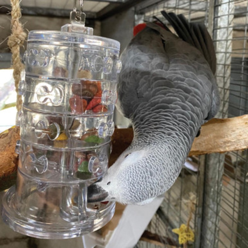 Creative Foraging Rings of Fortune Advanced Parrot Toy