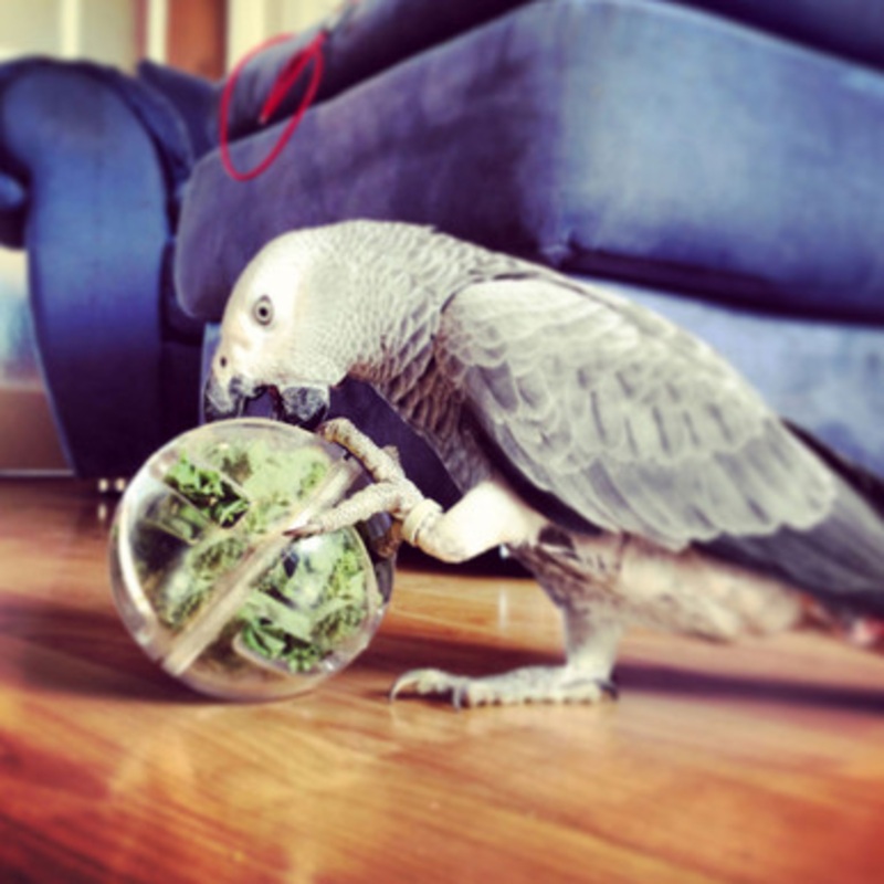 Creative Foraging Buffet Party Ball Foraging Parrot Toy
