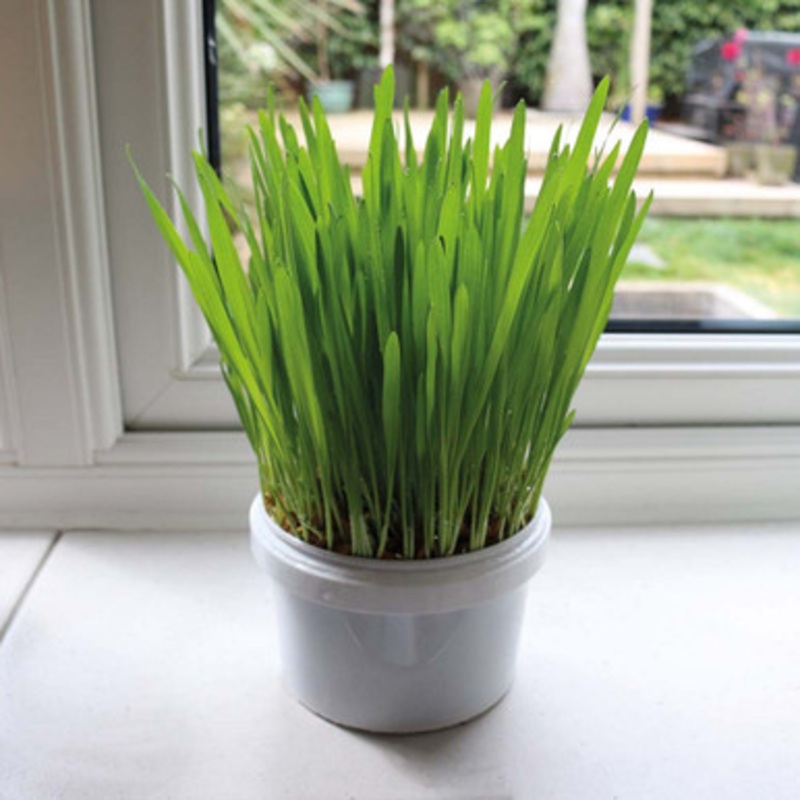 Parrot Cafe Organic Oat Grass Parrot Treat – Grow Your Own