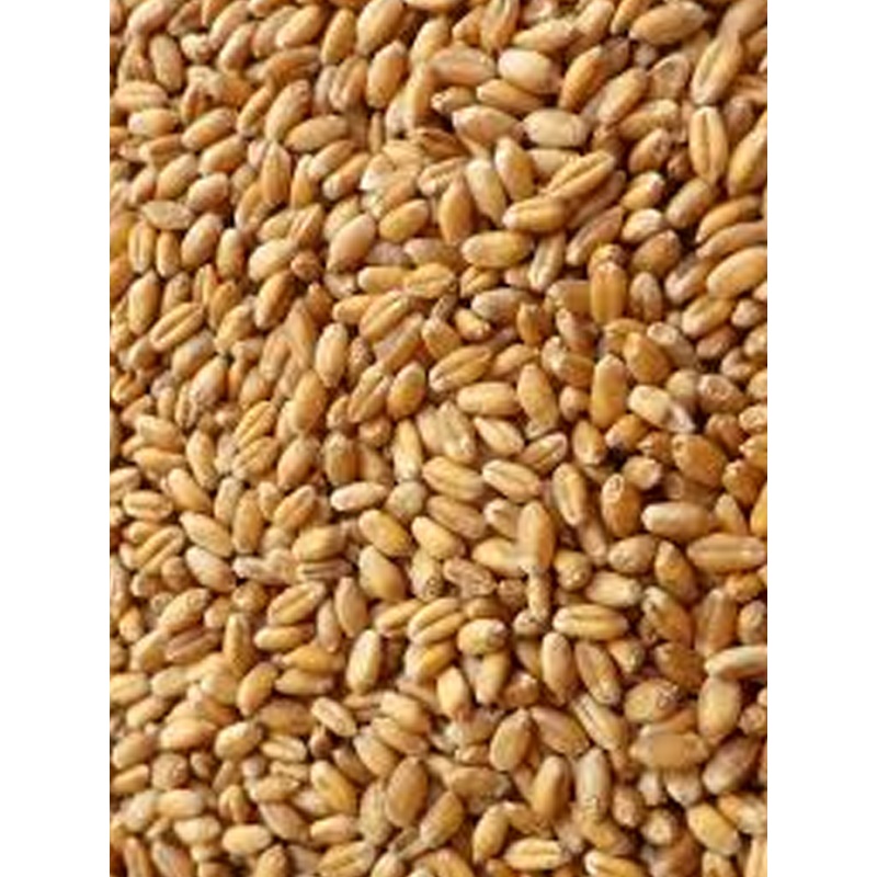 Avigrain Wheat|4kg