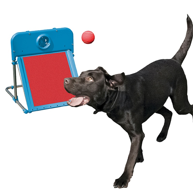 Agility Flyball