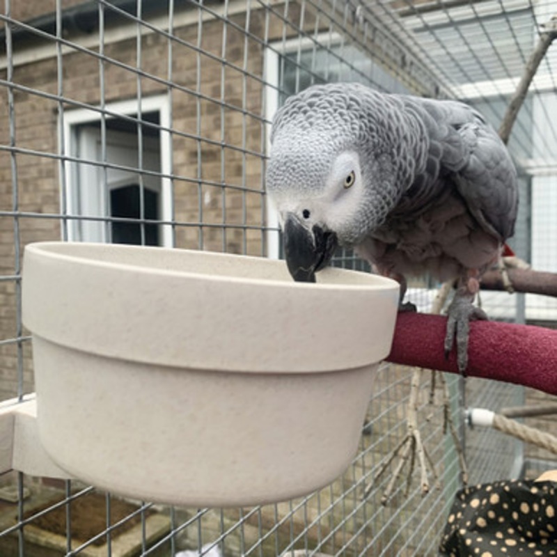 Quick Locking Parrot Food or Water Bowl – Large
