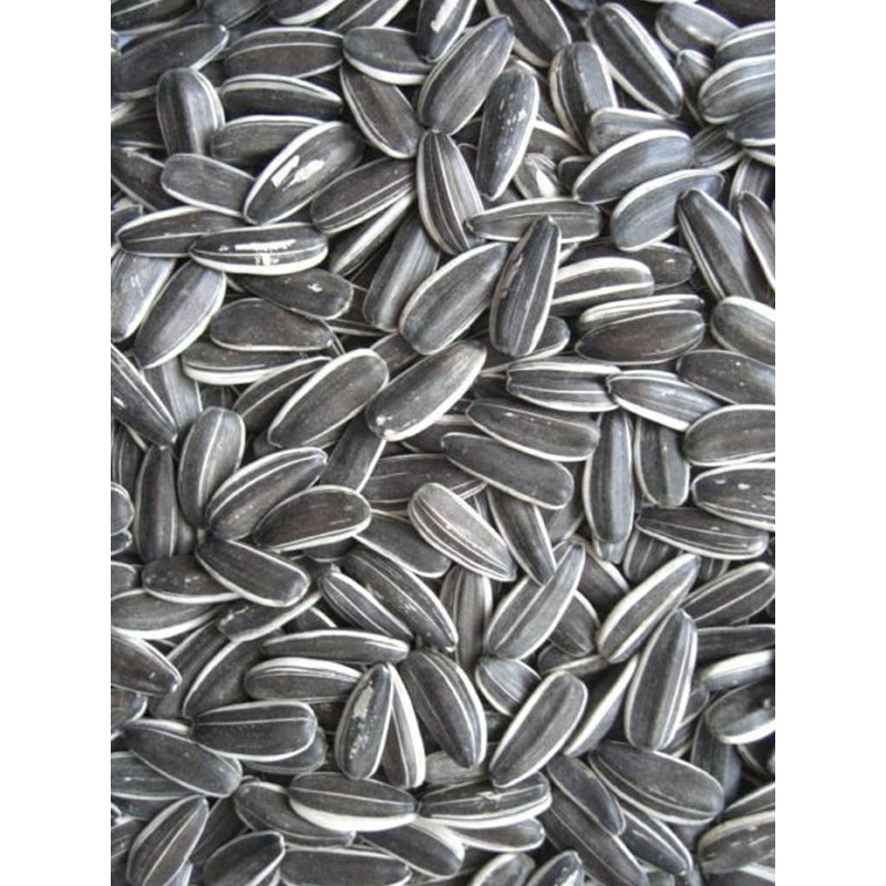 Grey Sunflower Seeds