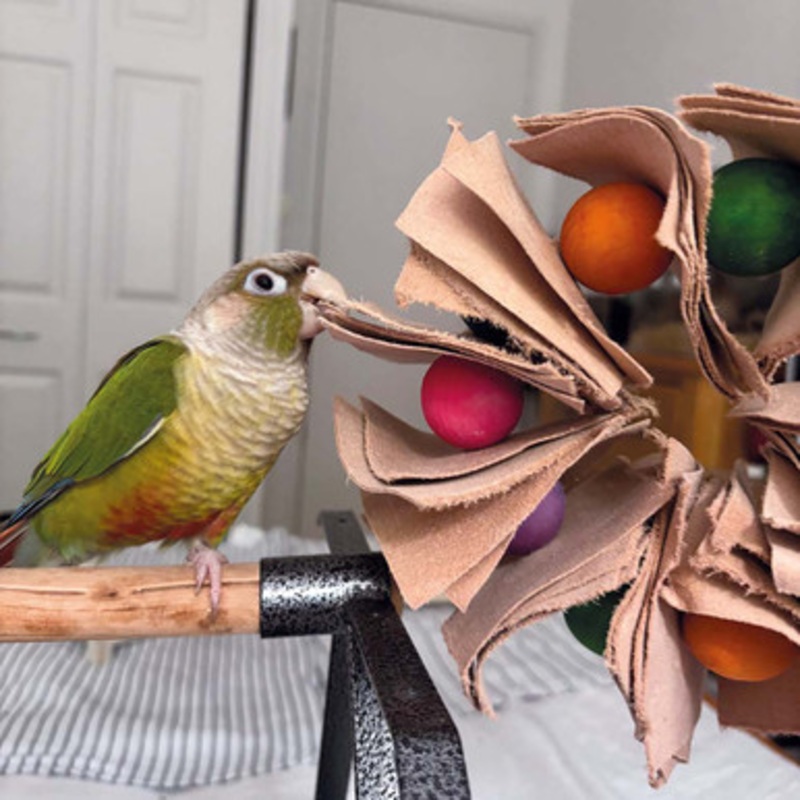 Leather Preening Ring Parrot Toy