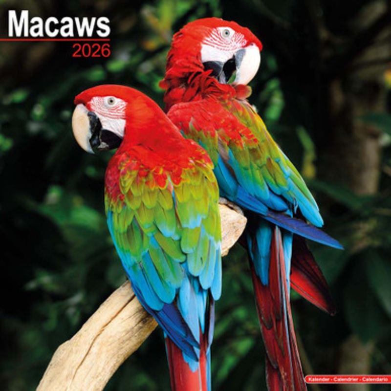 2026 Macaw Parrot Calendar – Full Colour – 16 Month – Starts September 2025