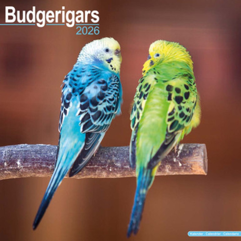 2026 Budgie Parrot Calendar – Full Colour  – 16 Month – Starts September 2025