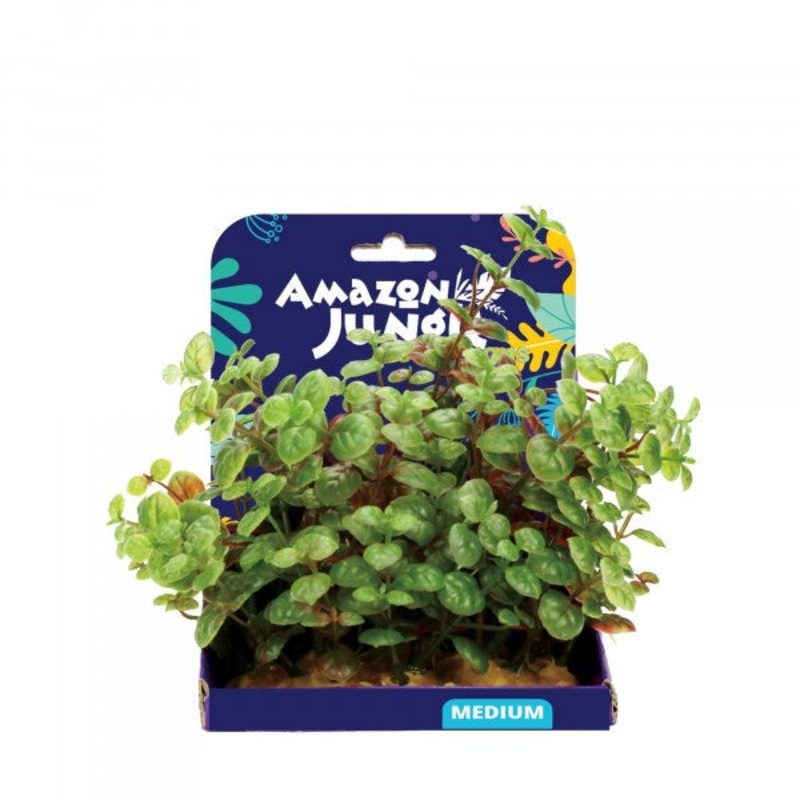 Amazon Jungle Ludwigia 15cm