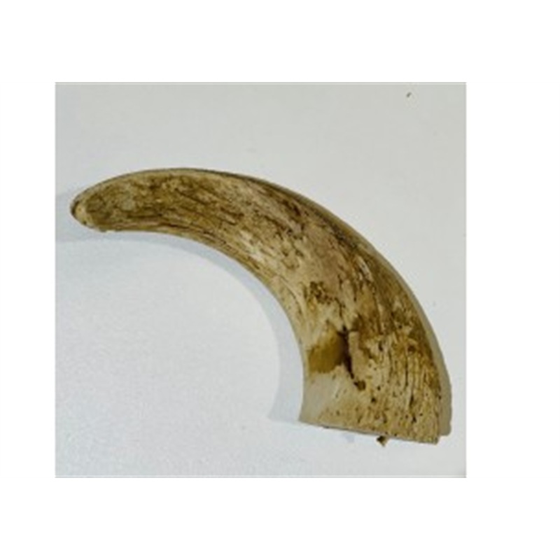 Anco Lamb Horn Marrows
