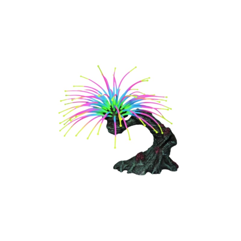 WORM FEATHER DUSTER, AQUARIUM DECOR