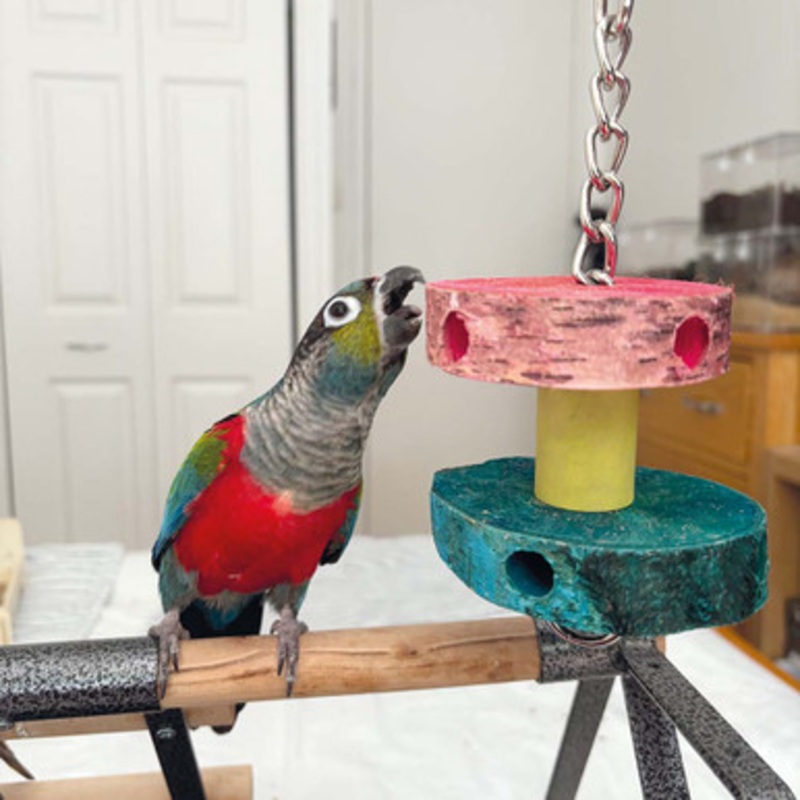Foraging Birch Wood Stacker Parrot Toy Small