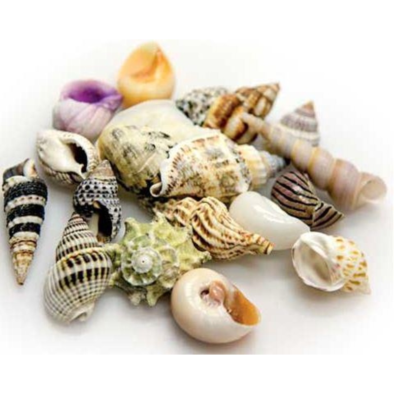 DECOR SHELLS|SMALL|MEDIUM|LARGE