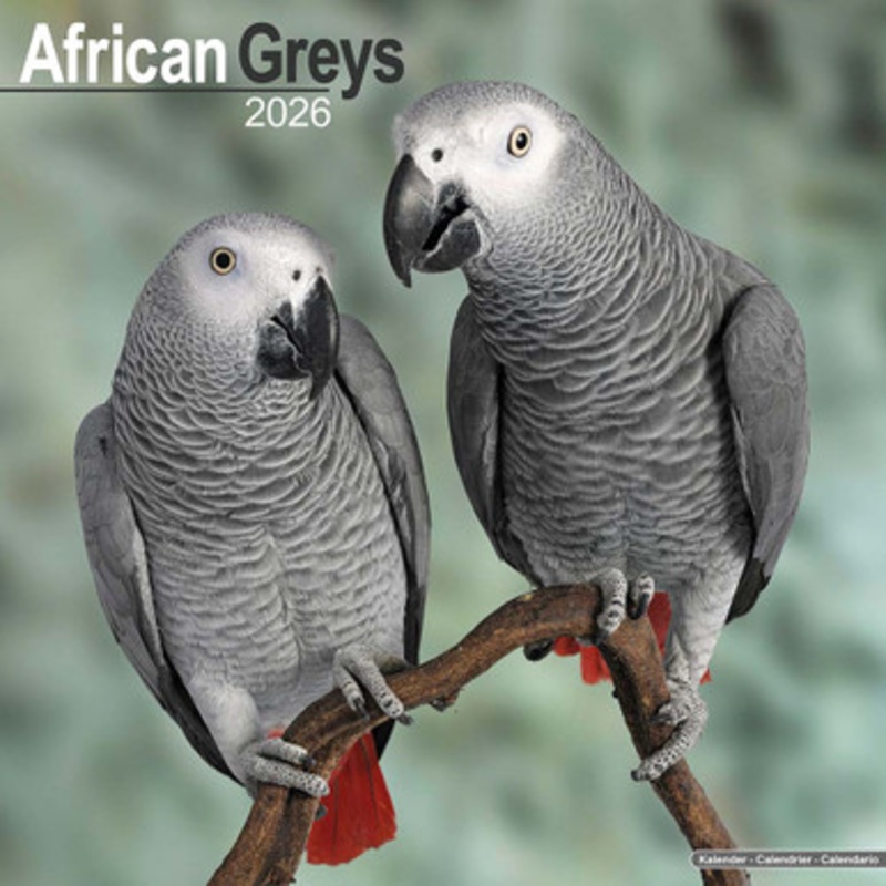 2026 African Grey Parrot Calendar – Full Colour – 16 Month – Starts September 2025