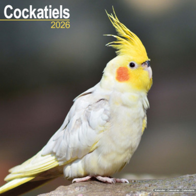 2026 Cockatiel Parrot Calendar – Full Colour – 16 Month – Starts September 2025