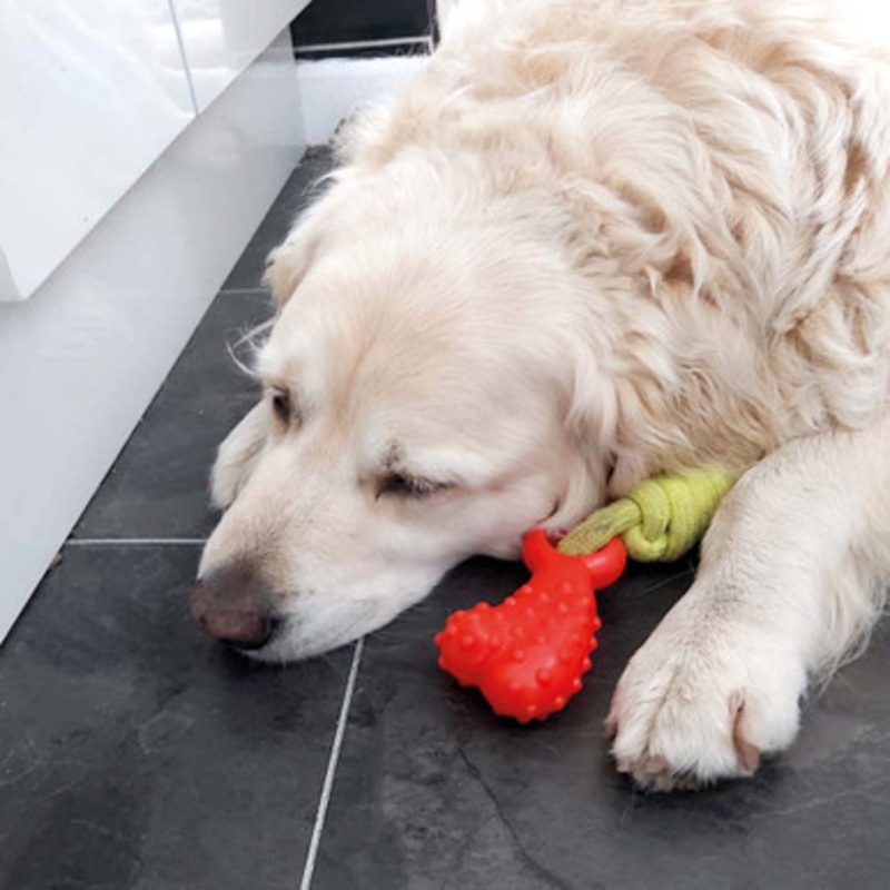 Chase n Chomp Seek-It Comet Treat Bone & Fetch Dog Toy