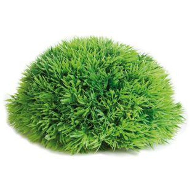AQUARIUM HALF MOSS| 12cm| 17cm