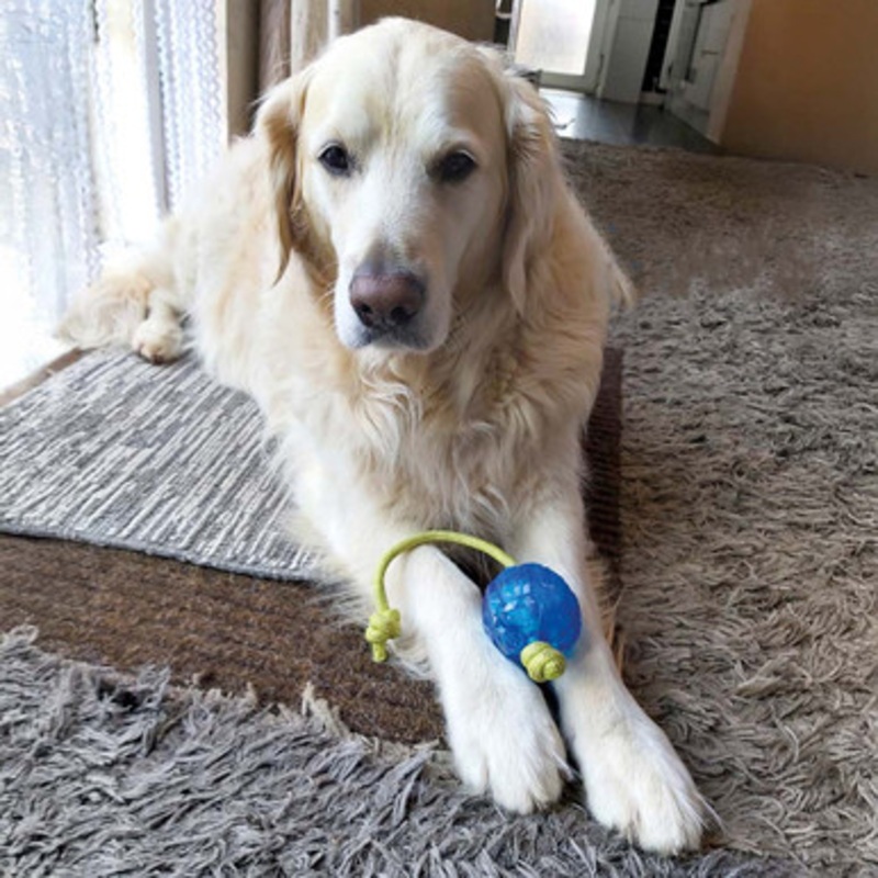 Hero Ice Ball Dog Toy