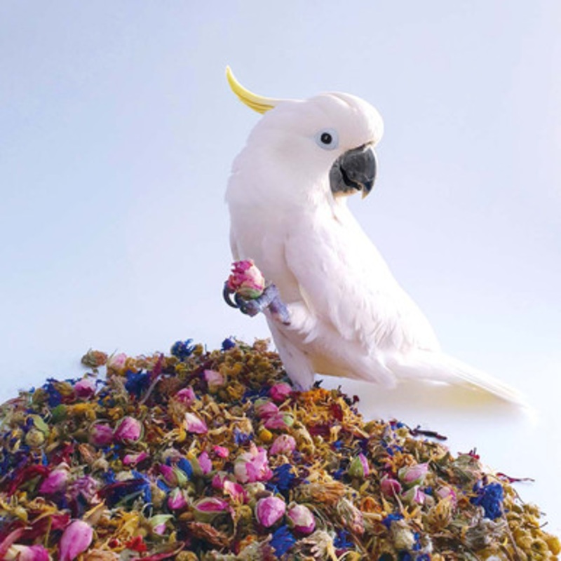 Polly’s 100g Natural Simply Floral Complementary Parrot Food